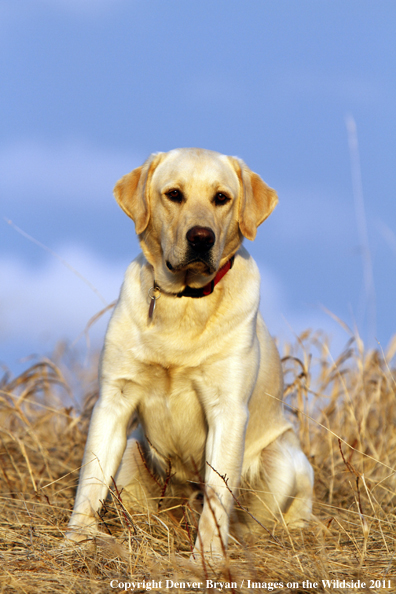 Yellow Labrador Retriever.