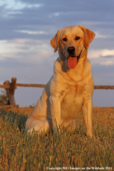 Yellow Labrador Retriever.