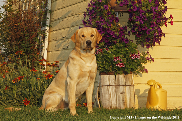 Yellow Labrador Retriever.