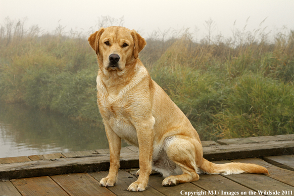 Yellow Labrador Retriever.