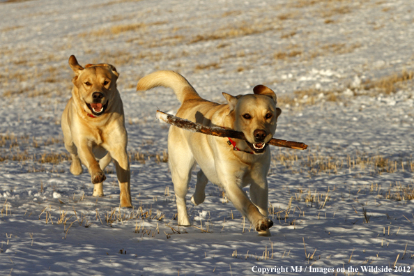 Yellow Labs playing with stick. 