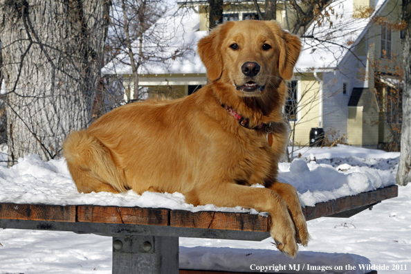 Golden Retriever in winter.