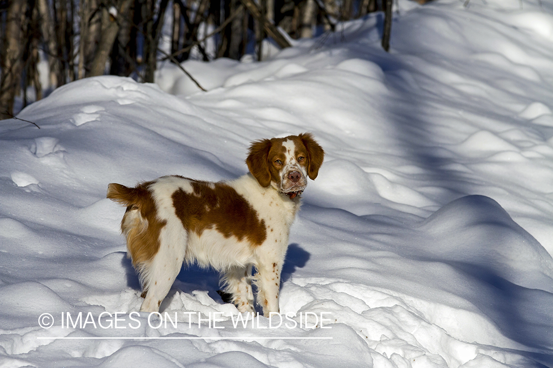 Brittany Spaniel 