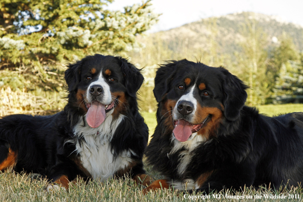 Bernese Mountain Dogs.