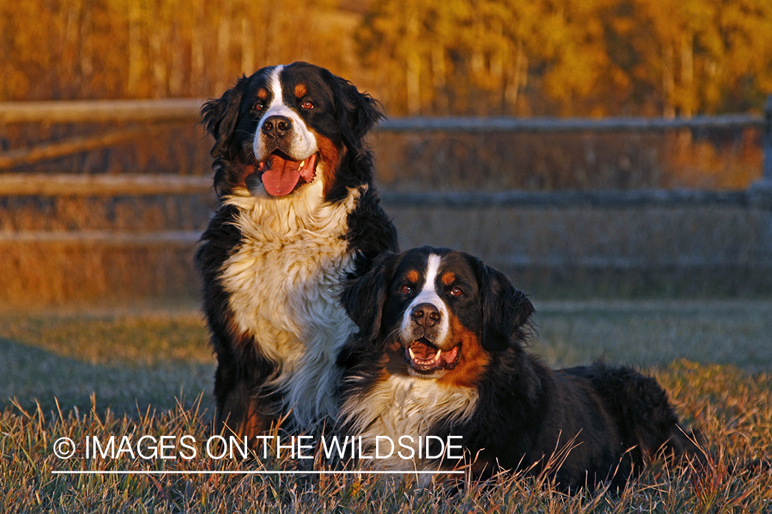 Bernese Mountain Dogs