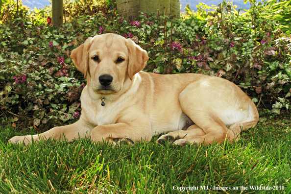 Yellow Labrador Retriever Puppy