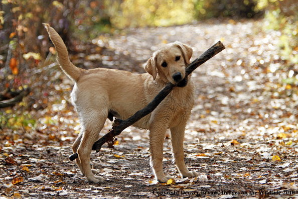 Yellow Labrador Retriever Puppy with stick