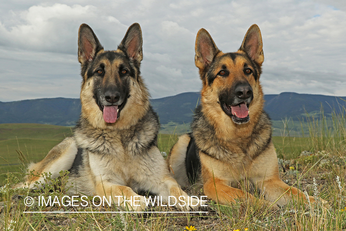 German Shepherds. 
