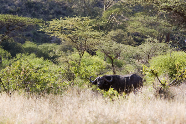 African Cape Buffalo