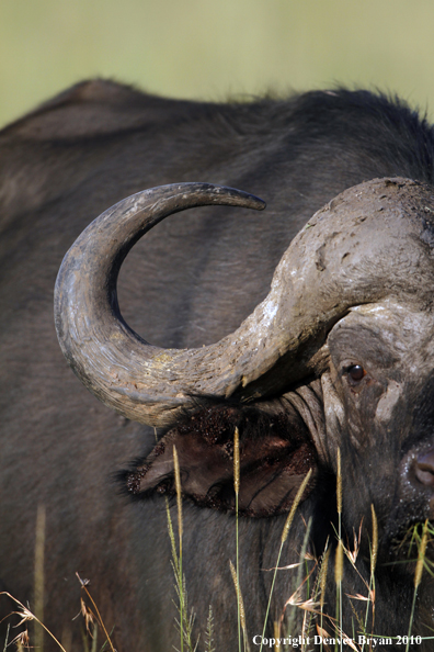Cape buffalo bull.