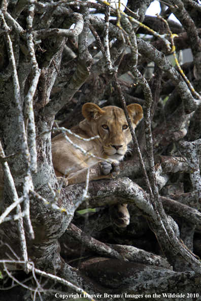 African Lioness 