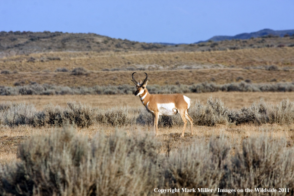 American Pronghorn Antelope buck in habitat.