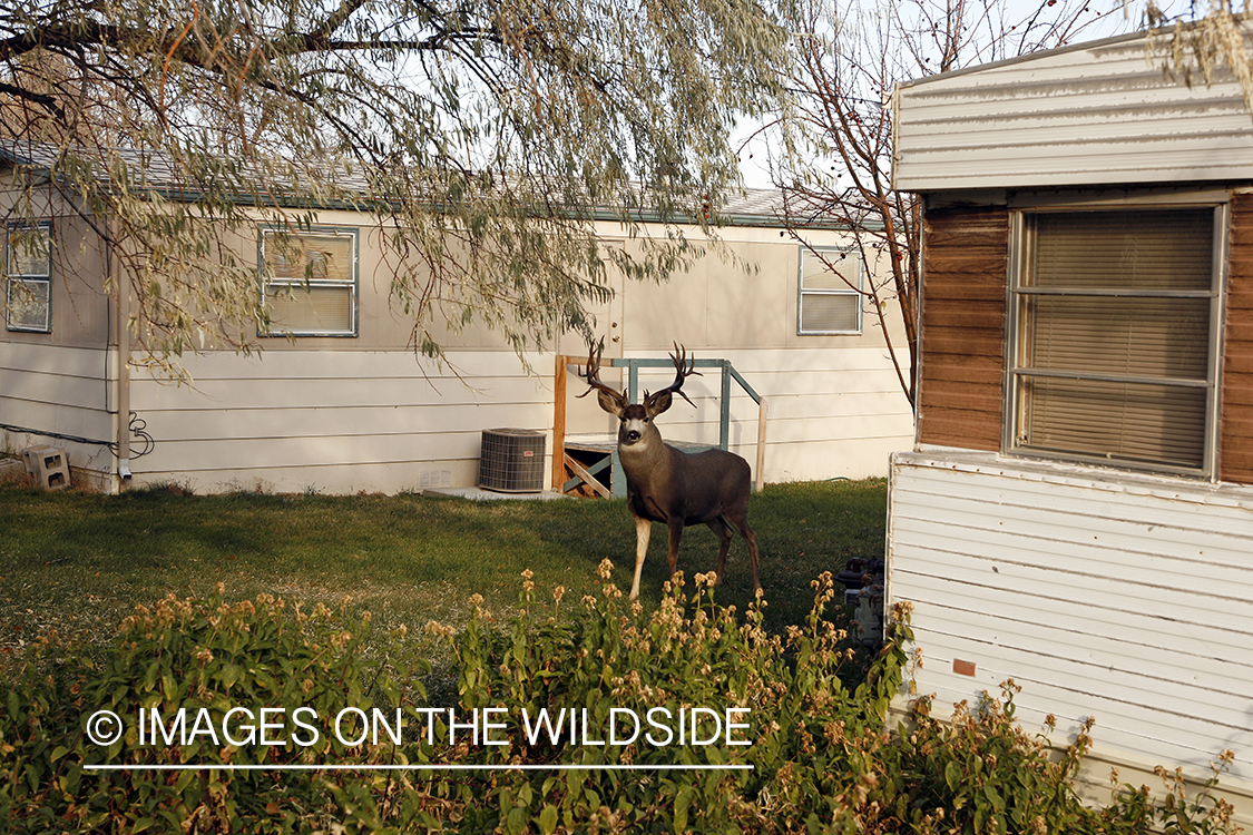 Mule deer in urban setting