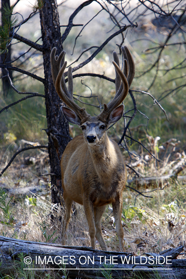 Mule Deer in Habitat