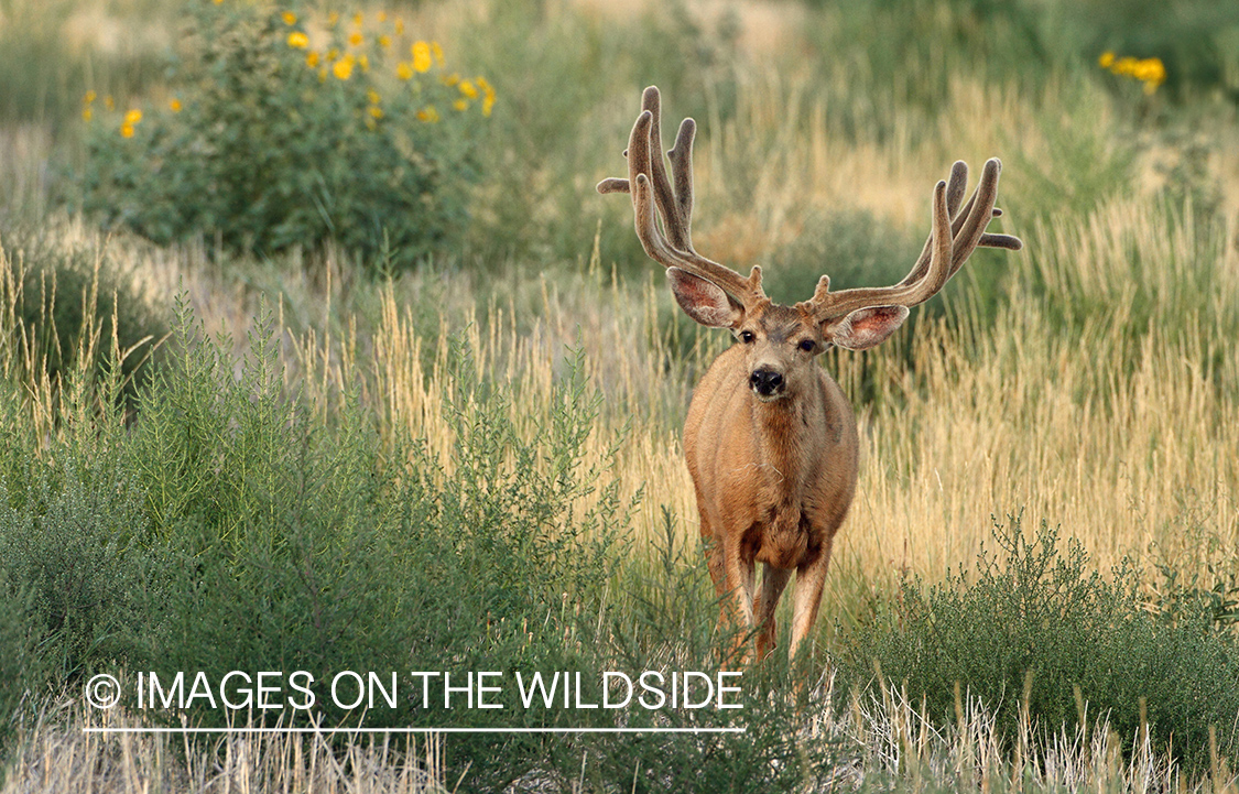 Mule deer buck in habitat.
