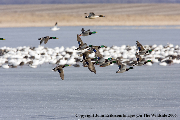 Mallard ducks in habitat.