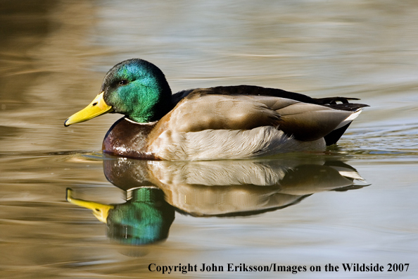 Mallard duck