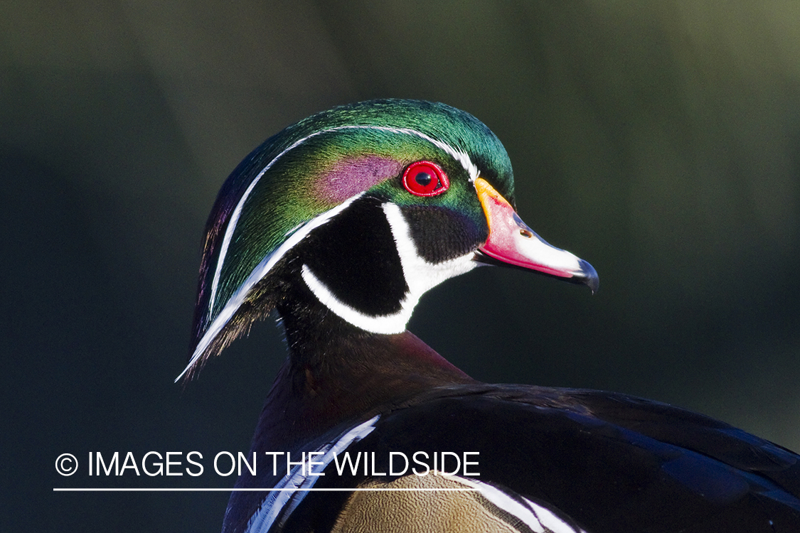 Wood Duck