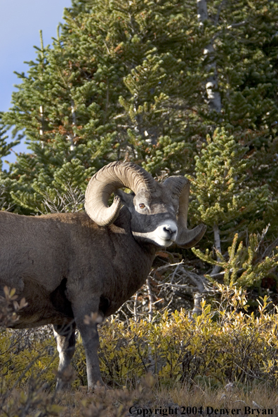 Rocky Mountain bighorn sheep (ram).