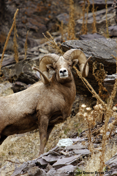 Rocky Mountain Big Horn Sheep