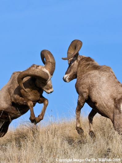 Rocky Mountain Bighorn Sheep