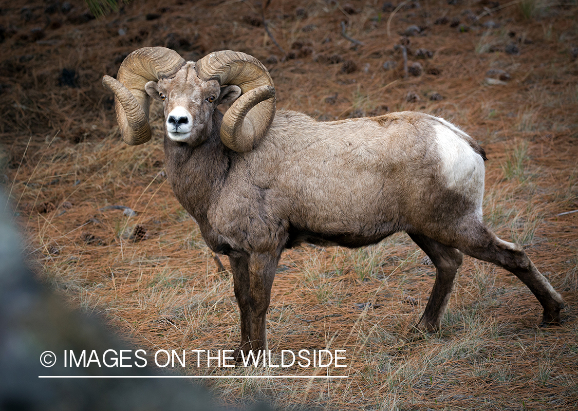 Bighorn sheep ram in habitat.