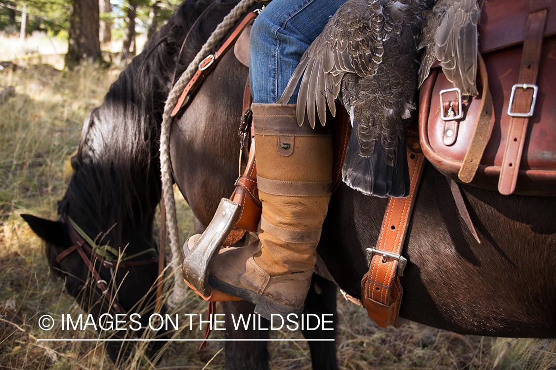 Upland game bird hunter on horseback with bagged Dusky (mountain) grouse.