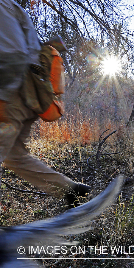 Upland game bird hunter with English Setters in field.