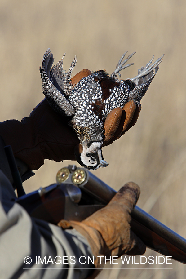 Hunter with bagged Mearns quail and shotgun.