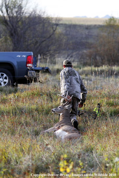 Bowhunter dragging downed white-tailed buck to truck