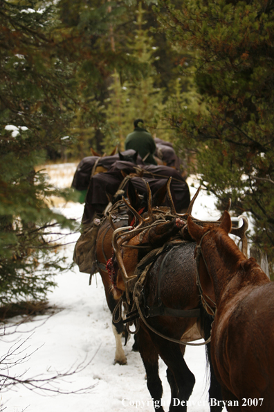ELk hunter with pack string