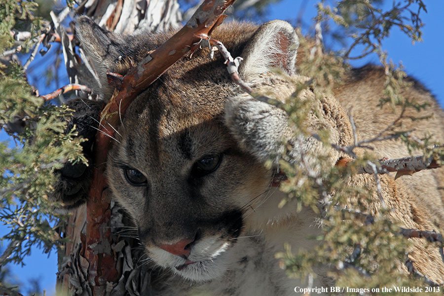 Mountain lion in tree.