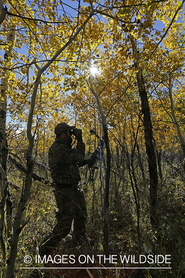 Bowhunter pursuing Rocky Mountain Elk.