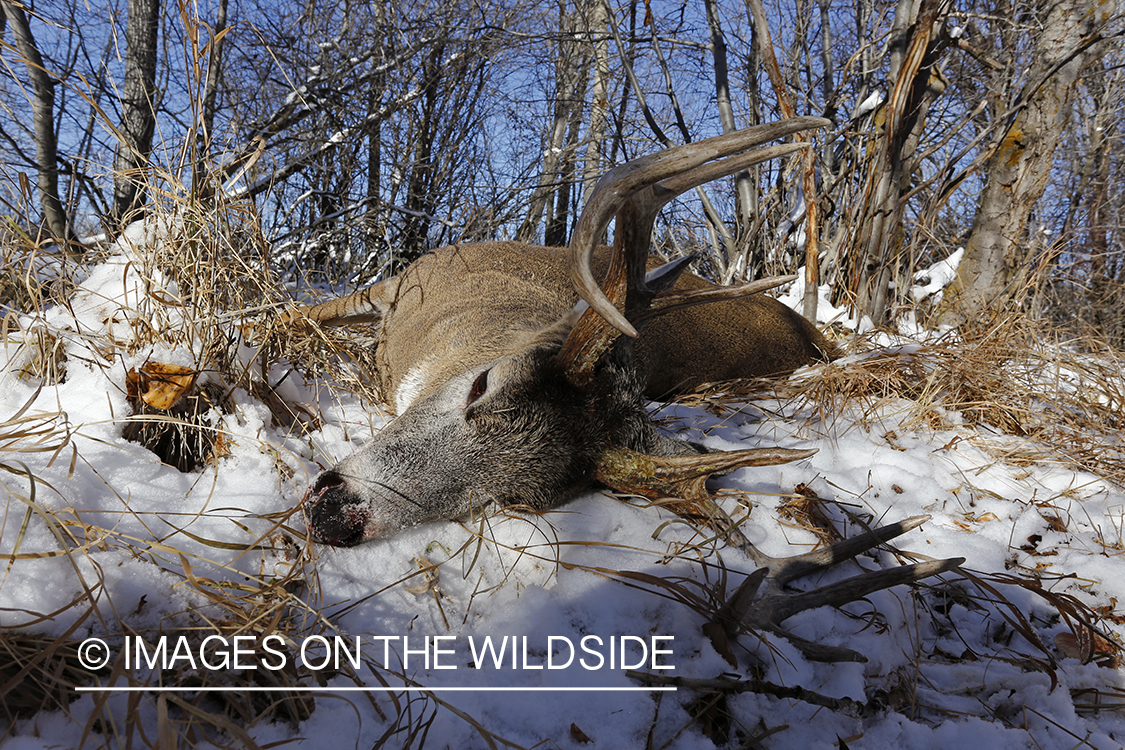 Downed white-tailed buck in field.