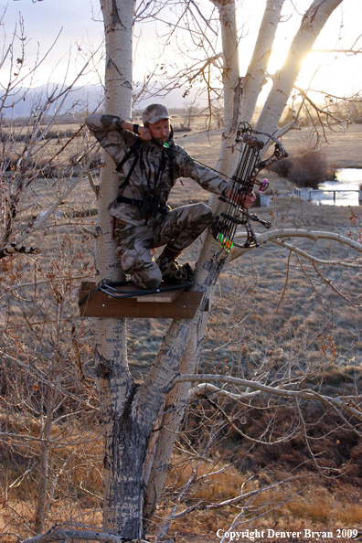 Bowhunter aiming bow from tree stand.