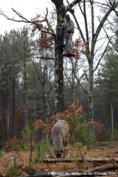 Bowhunting for wite-tailed deer from tree stand.