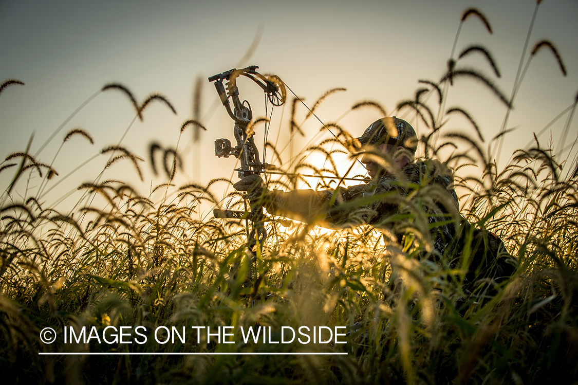 Bow hunter in field aiming at game.
