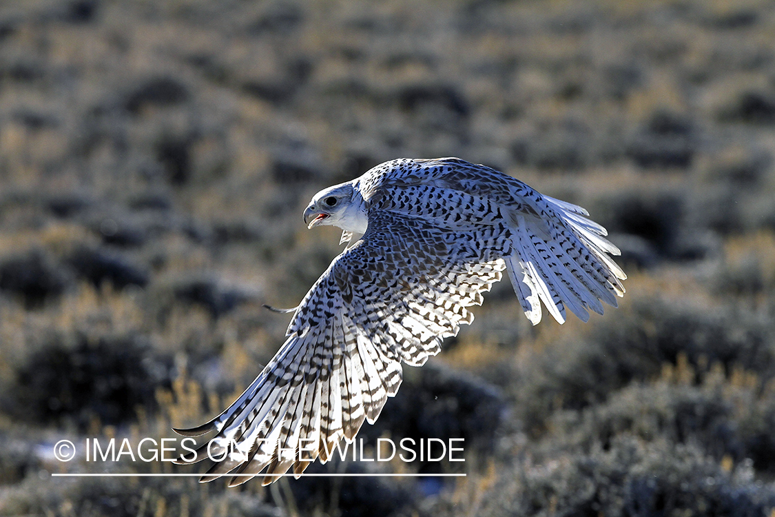 Gyr Falcon in flight.