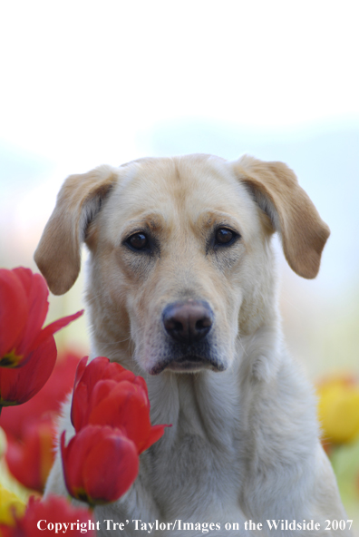 Yellow Labrador Retriever