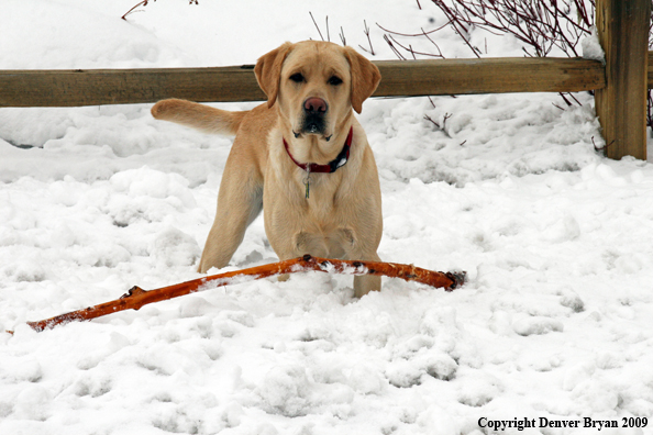 Yellow Lab with stick