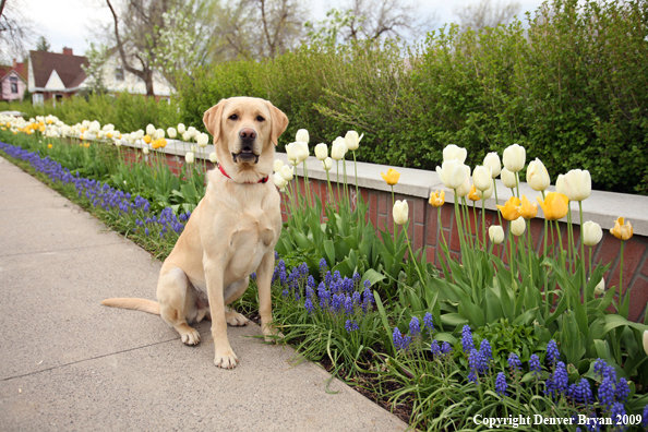 Yellow Labrador Retriever by flowers
