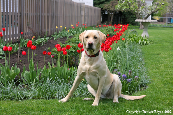 Yellow Labrador Retriever by flowers