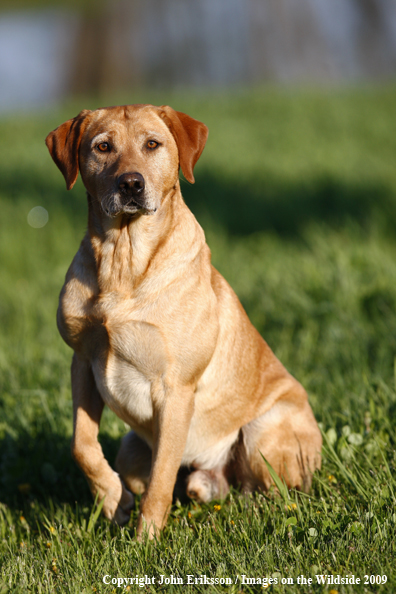 Yellow Labrador Retriever in field