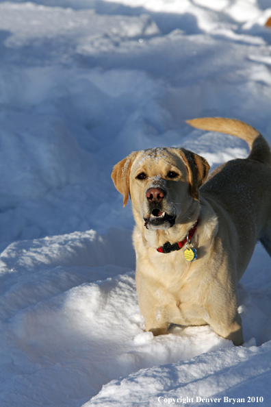  Yellow lab playing in snow.
