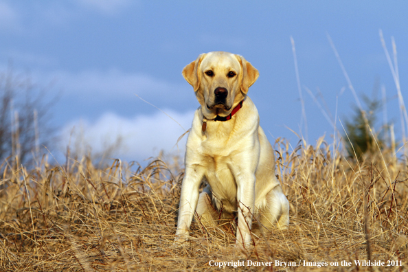 Yellow Labrador Retriever.