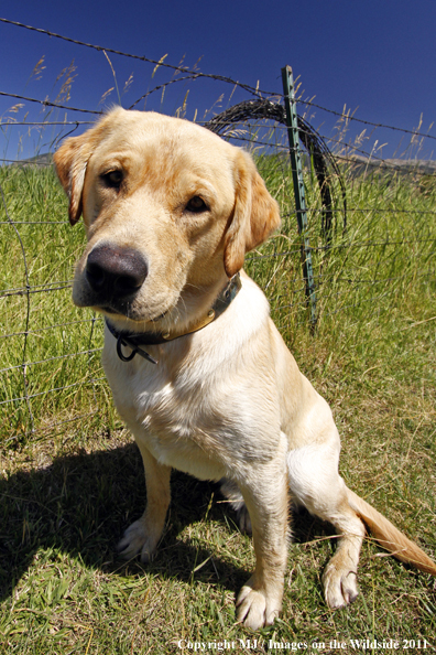 Yellow Labrador Retriever.