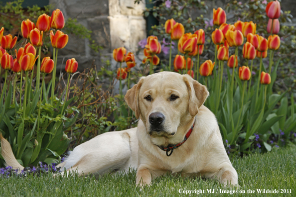 Yellow Labrador Retriever.