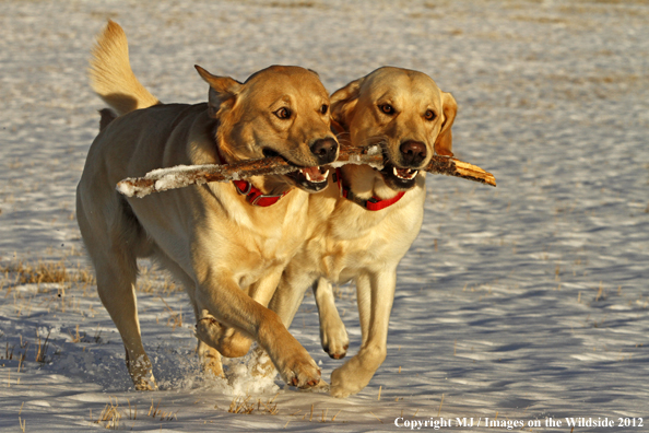 Yellow Labs playing with stick. 