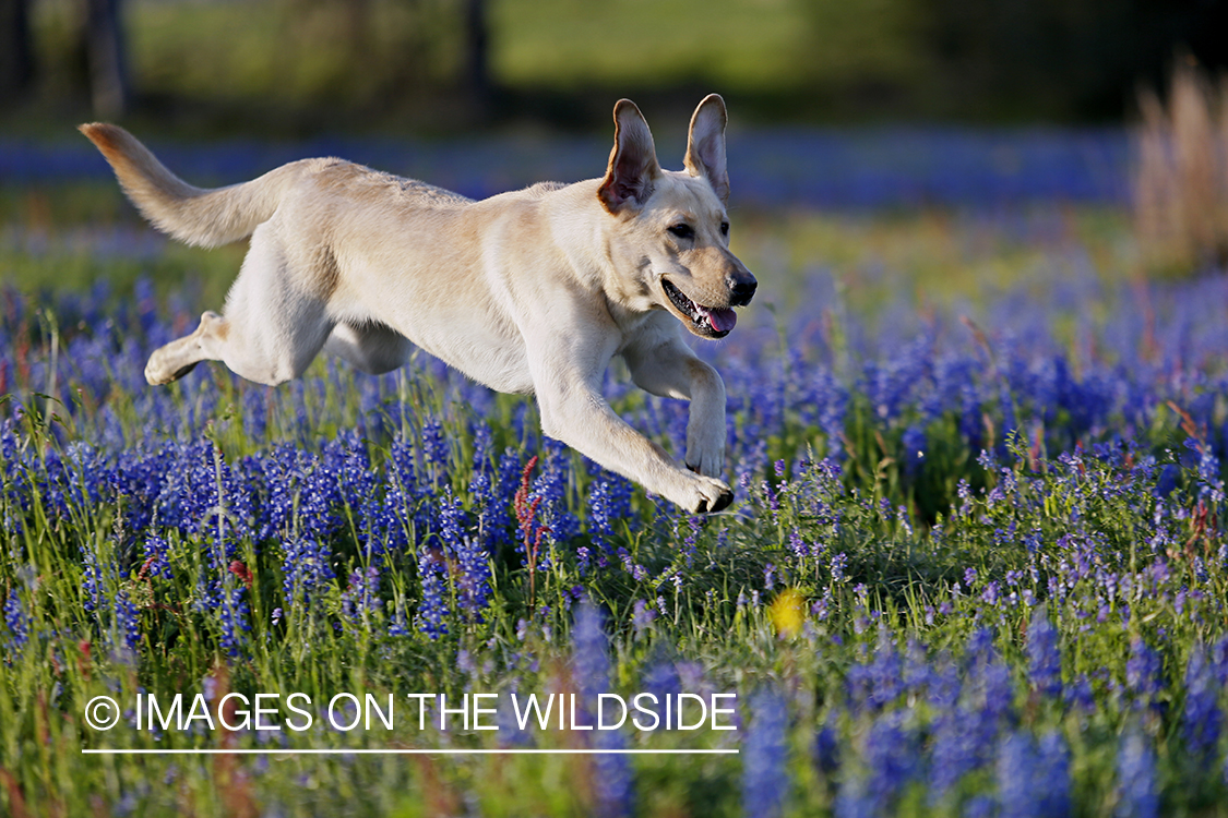 Yellow Labrador Retriever in field of wildflowers.