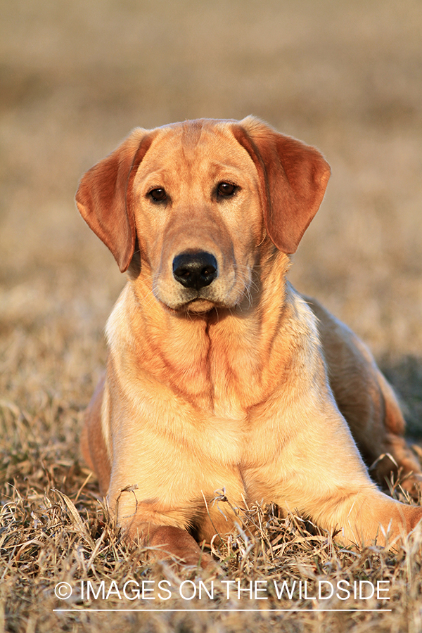 Yellow Labrador Retriever 